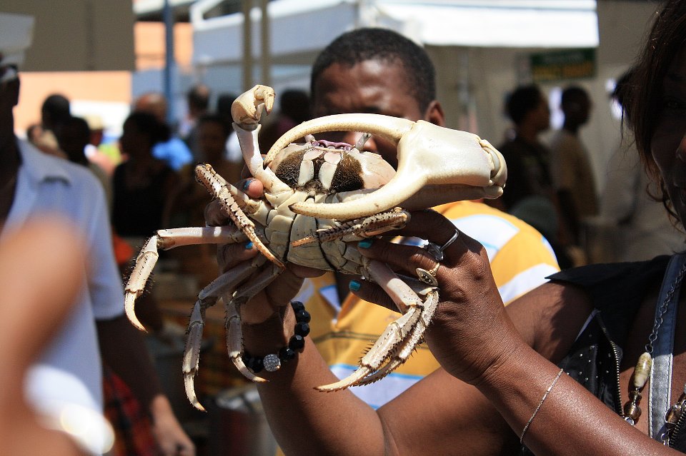 Crabe de terre de Guadeloupe