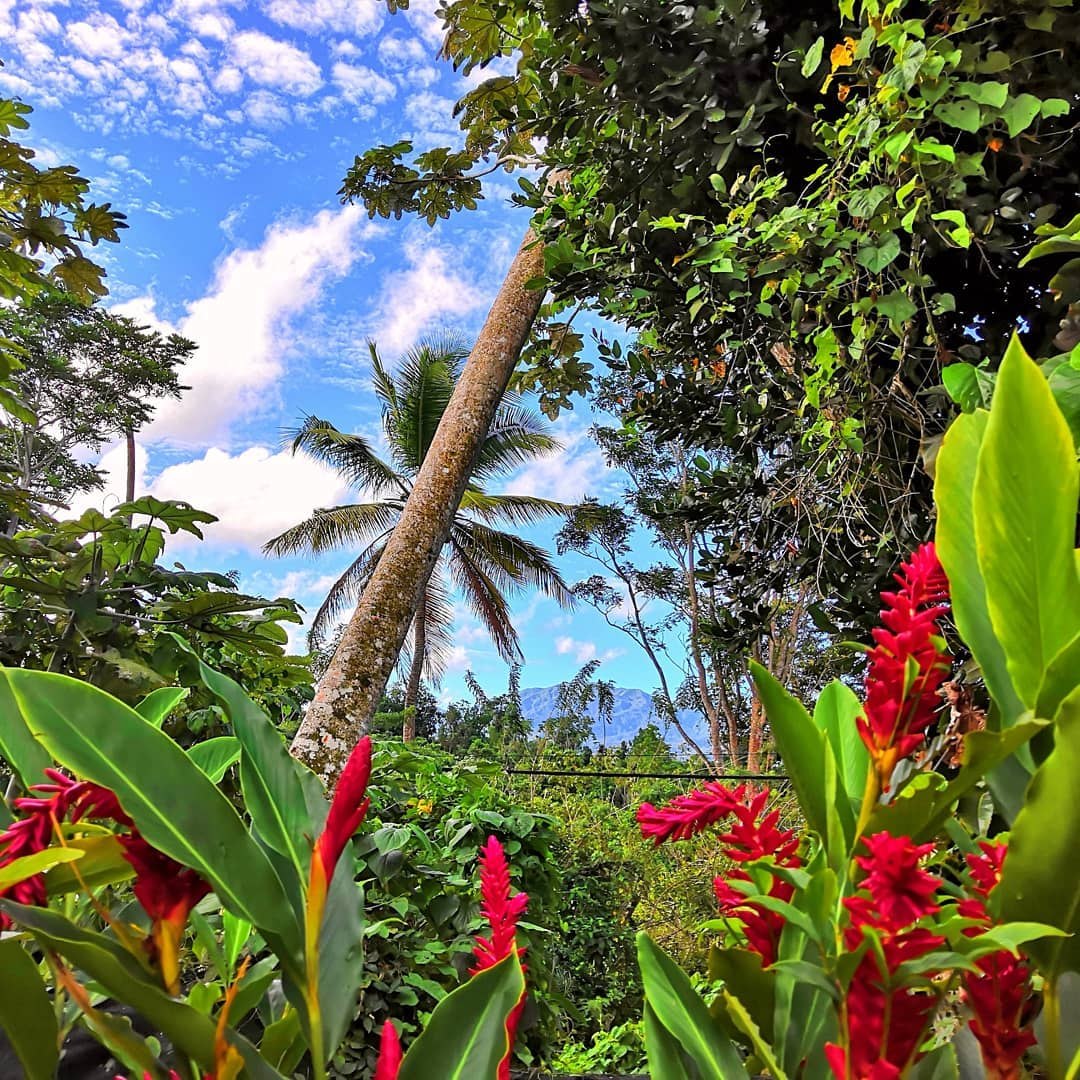 Jardin tropical au pied de la soufrière de Guadeloupe